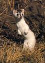 Weasel